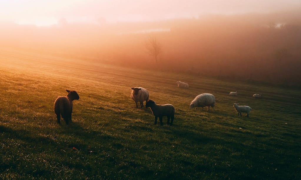 photo of sheep on field